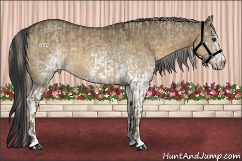 Horse Color:Chocolate Palomino Roan Dun  and White Spotted Buckskin Dun 