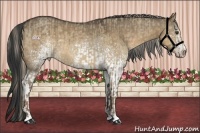 Horse Color:Chocolate Palomino Roan Dun  and White Spotted Buckskin Dun 