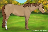 Horse Color:Red Dun
