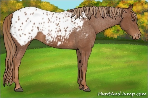 Horse Color:Chestnut Appaloosa 