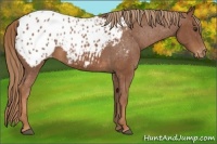 Horse Color:Chestnut Appaloosa 