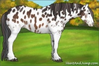 Horse Color:White Spotted Brown Appaloosa 