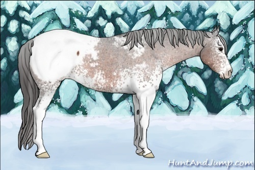 Horse Color:White Spotted Bay Appaloosa 