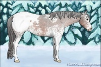 Horse Color:White Spotted Bay Appaloosa