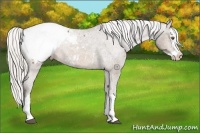Horse Color:Silver Buckskin Splash Snowcap 