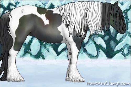 Horse Color:Black Tobiano 