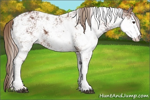 Horse Color:Chestnut Sabino