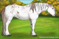 Horse Color:Chestnut Sabino