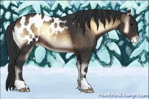 Horse Color:Brown Onyx Appaloosa 