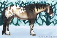 Horse Color:Brown Onyx Appaloosa 