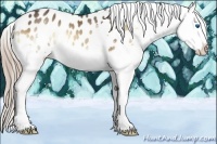 Horse Color:Liver Red Onyx Sabino Splash Near Leopard