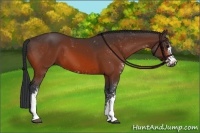 Horse Color:Bay Sabino 