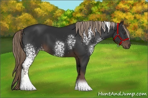 Horse Color:White Spotted Liver Chestnut