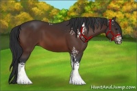 Horse Color:White Spotted Bay