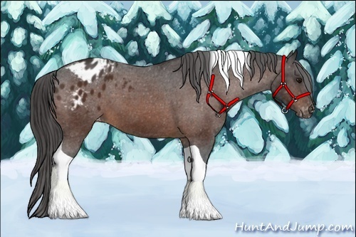 Horse Color:Bay Tobiano Appaloosa 