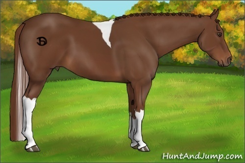 Horse Color:Chestnut Tobiano