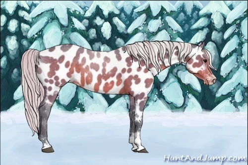 Horse Color:Watercolor Chocolate Silver Brown Sabino Near Leopard