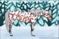 Horse Color:Watercolor Chocolate Silver Bay Sabino Appaloosa 