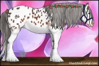Horse Color:Bay Splash Appaloosa 