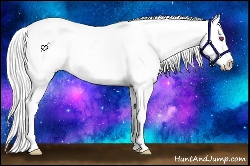 Horse Color:Silver Brown Chinchilla Splash Appaloosa 