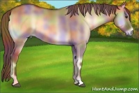 Horse Color:Nacre Red Dun Onyx 