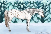 Horse Color:Buckskin Appaloosa 