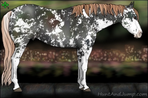 Horse Color:Liver Chestnut Sabino 