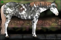 Horse Color:Liver Chestnut Sabino