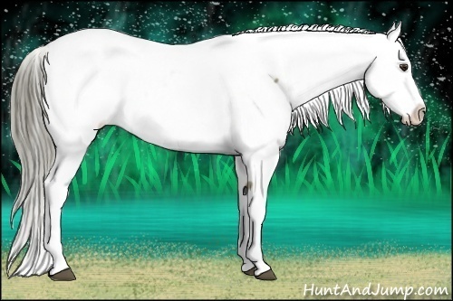 Horse Color:Liver Red Dun Appaloosa Rabicano 