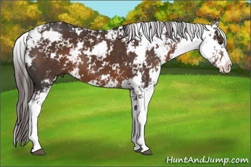 Horse Color:Liver Chestnut Sabino 
