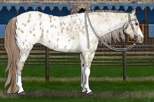 Horse Color:Liver Red Dun Ice Appaloosa