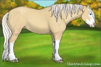 Horse Color:Silver Classic Champagne Dun Splash