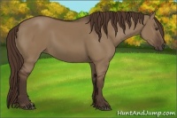 Horse Color:Liver Red Dun 