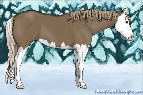 Horse Color:Liver Red Dun Splash 
