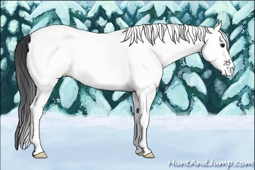 Horse Color:White Spotted Grullo 