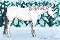 Horse Color:White Spotted Grullo 