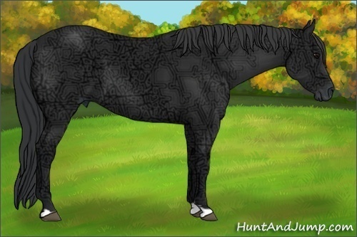 Horse Color:Black Ice 