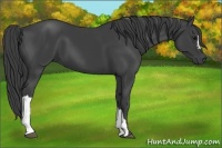 Horse Color:Smoky Black 
