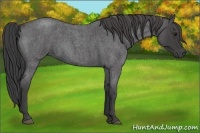 Horse Color:Smoky Blue Roan