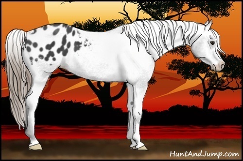 Horse Color:Smoky Black Appaloosa