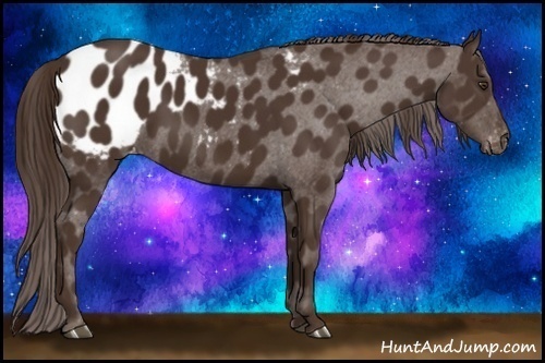Horse Color:Liver Chestnut Appaloosa 