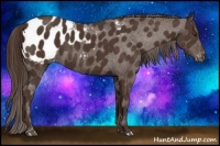 Horse Color:Liver Chestnut Appaloosa