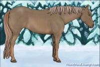 Horse Color:Chocolate Palomino Roan 