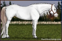 Horse Color:Chestnut Splash Appaloosa 
