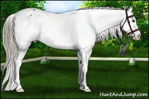 Horse Color:Liver Chestnut Mushroom Snowflake Varnish