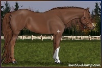 Horse Color:Chestnut 