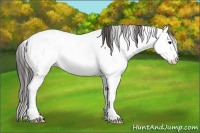 Horse Color:Brown Mushroom Splash Fewspot