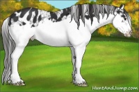 Horse Color:Liver Chestnut Splash Frame Appaloosa 