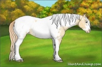Horse Color:Gold Champagne Roan Dun Splash Tobiano Frame Appaloosa Rabicano 