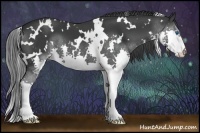 Horse Color:White Spotted Black Splash 